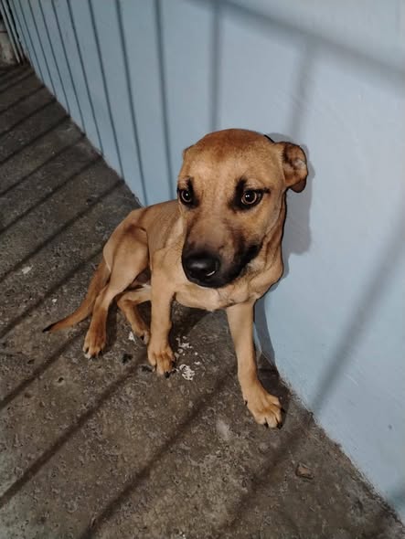 Mixed Breed