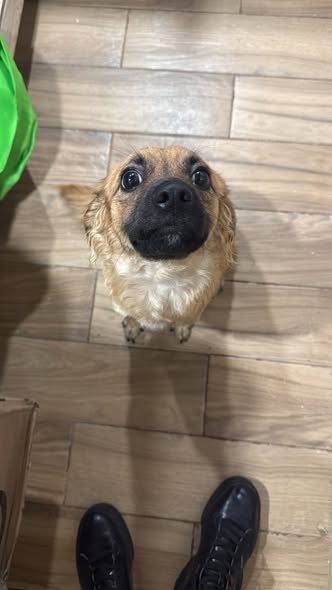 Mixed Breed