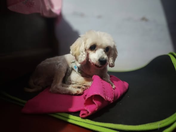 Poodle
