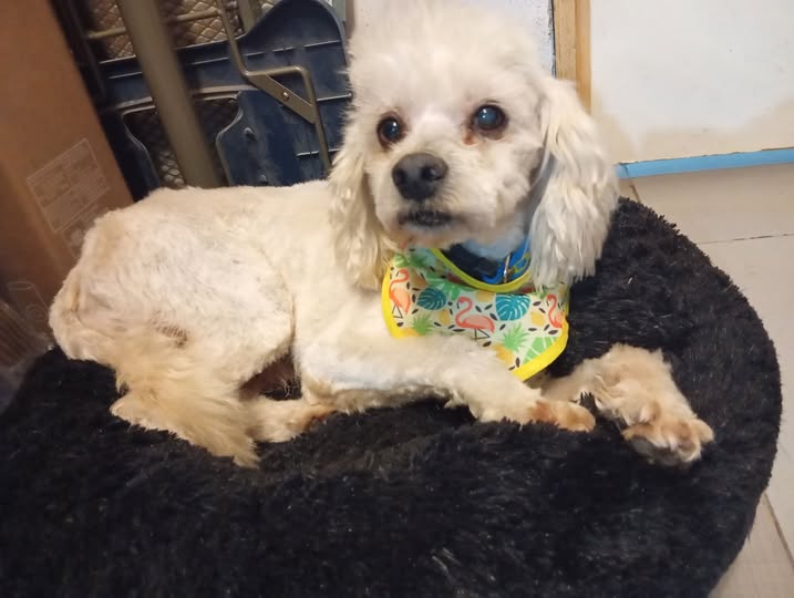 Poodle