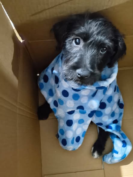 Mixed Breed