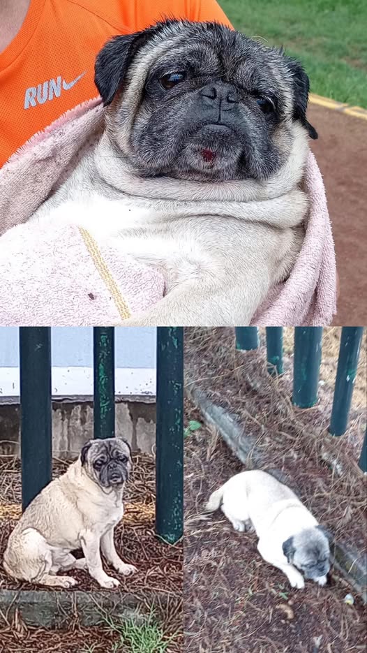 Pug
