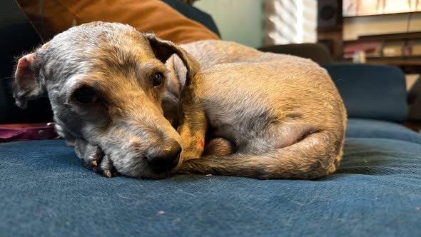 Mixed Breed