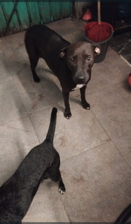 Mixed Breed