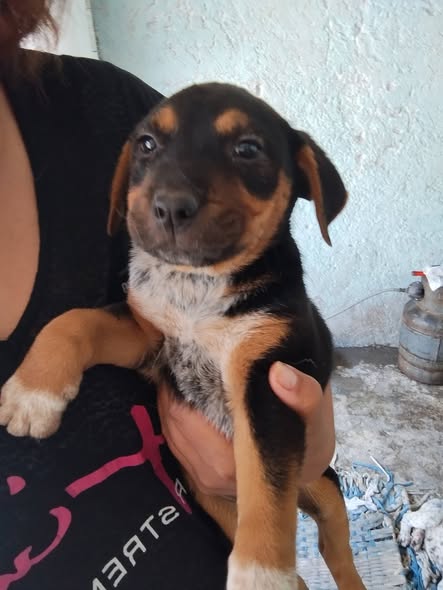 Mixed Breed