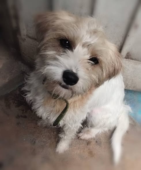 Mixed Breed