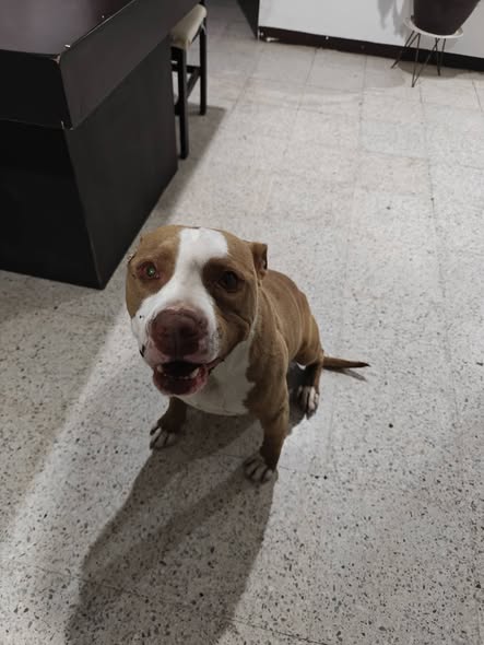 Pit Bull