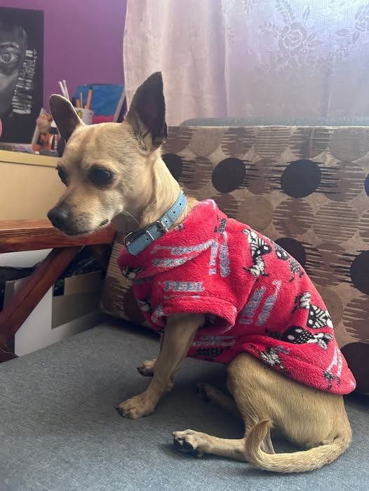 Chihuahua