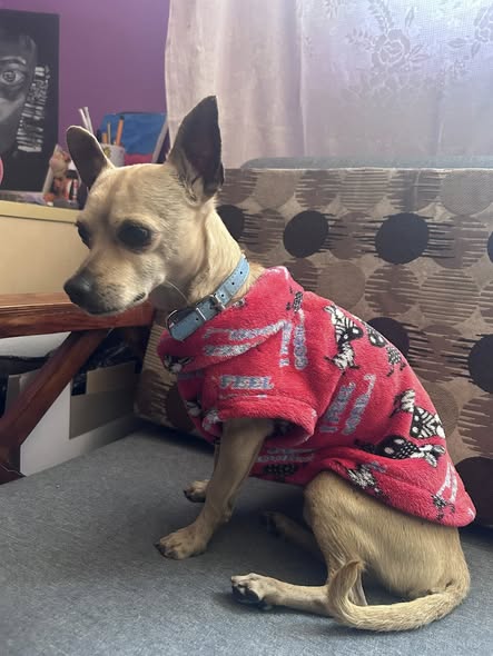 Chihuahua