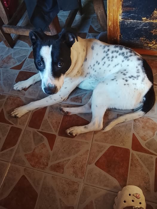 Mixed Breed