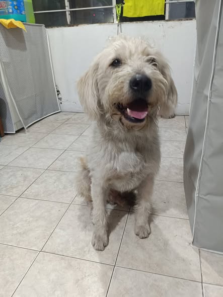 Mixed Breed