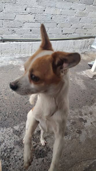 Mixed Breed