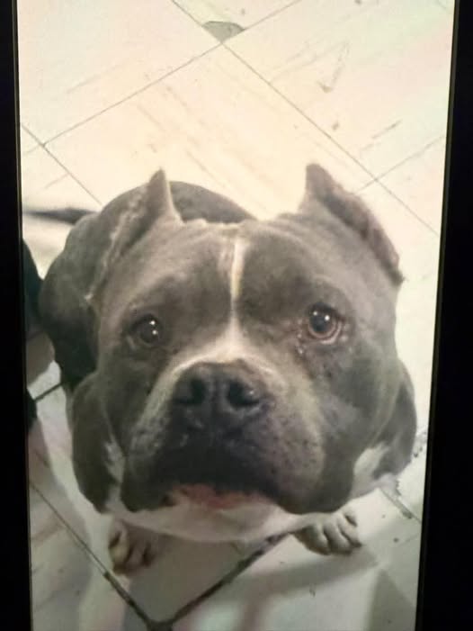American Bully