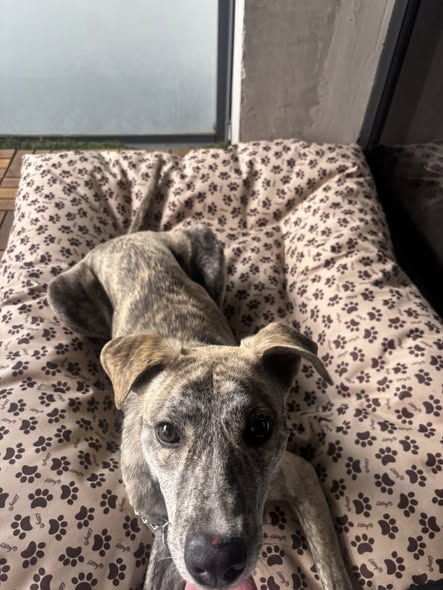 Mixed Breed
