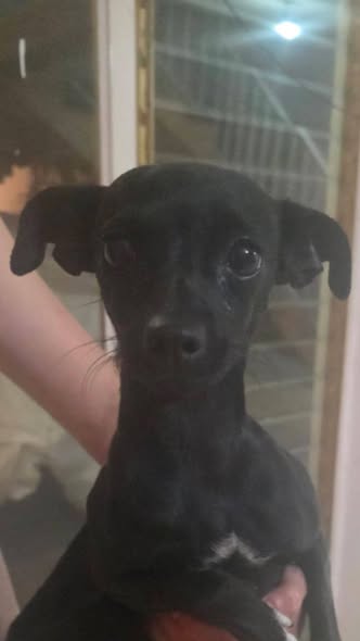 Chihuahua