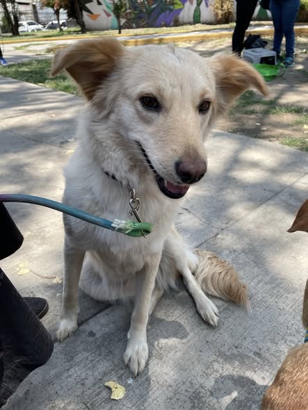 Mixed Breed