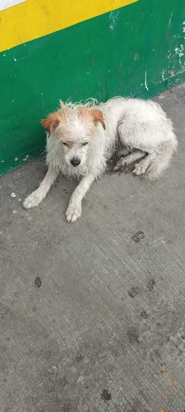 Mixed Breed