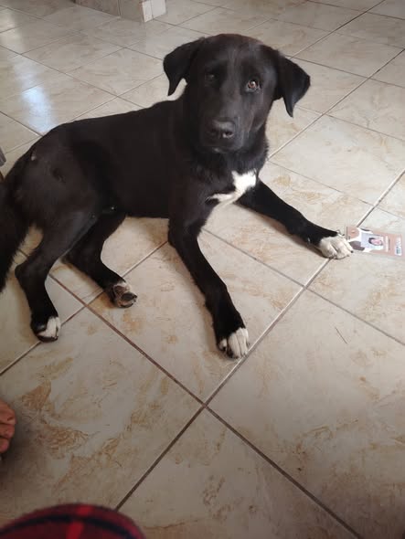 Mixed Breed