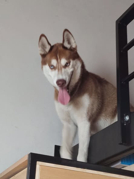 Siberian Husky
