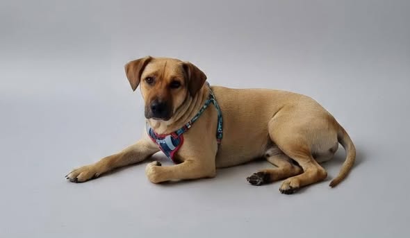 Mixed Breed