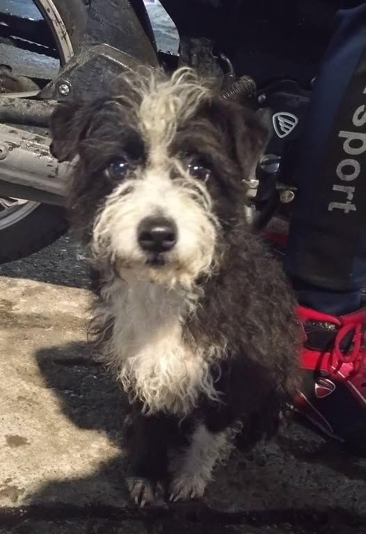 Mixed Breed
