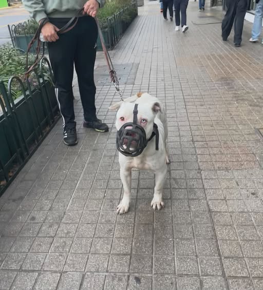 American Bulldog