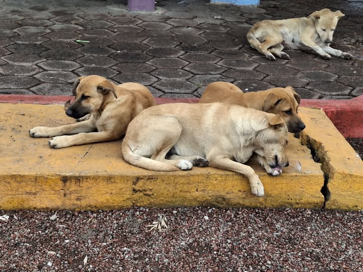 Mixed Breed