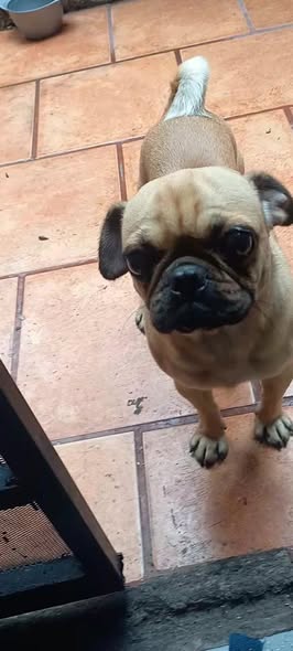 Pug