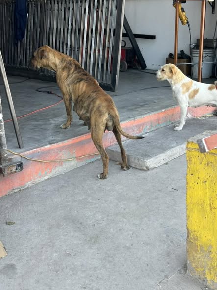 Mixed Breed