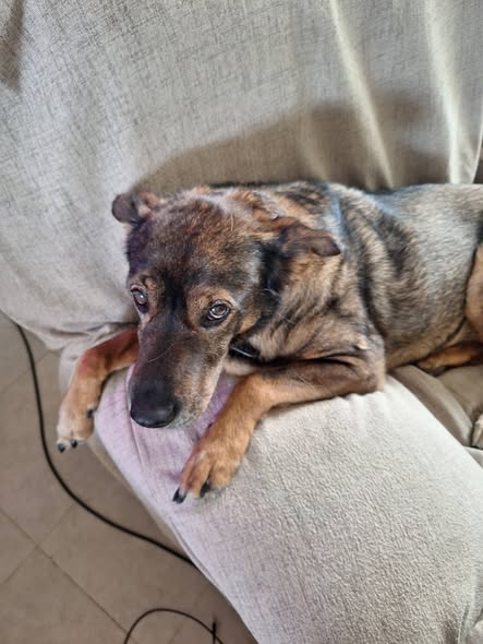Mixed Breed