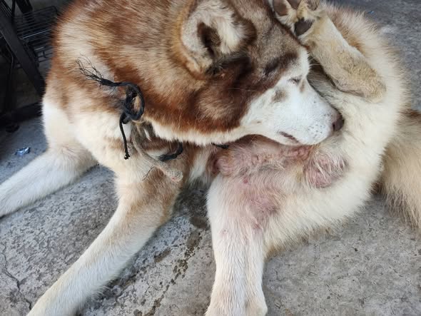 Siberian Husky