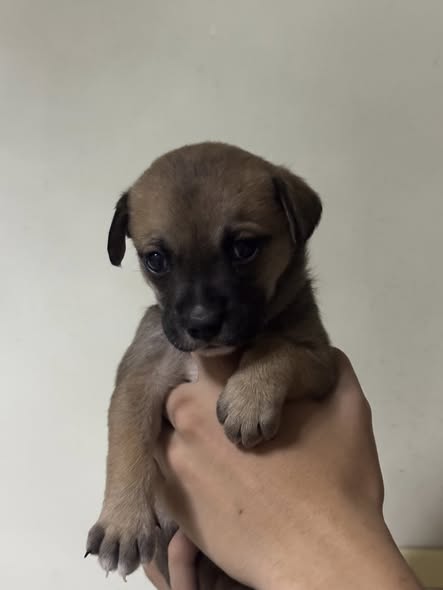 Mixed Breed