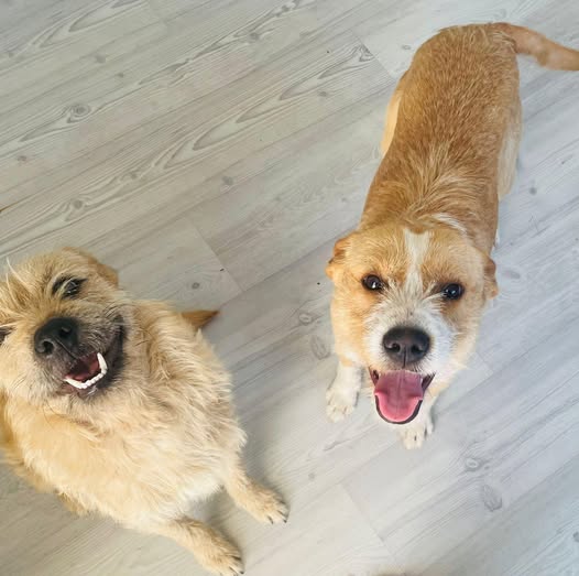 Mixed Breed