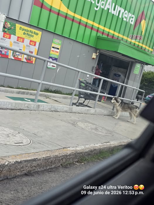 Siberian Husky