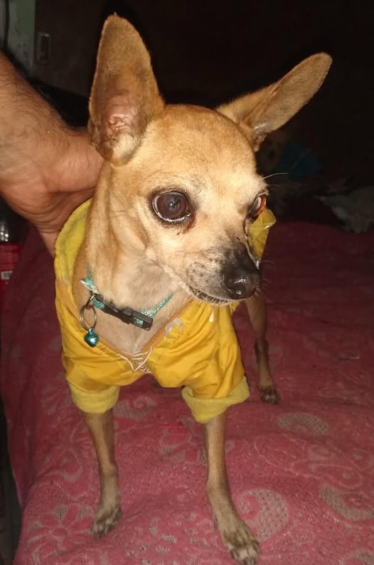 Chihuahua