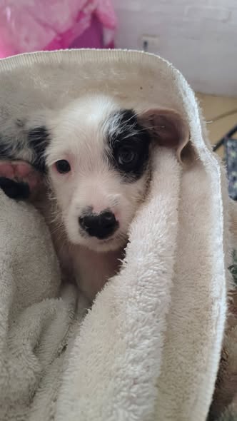 Mixed Breed