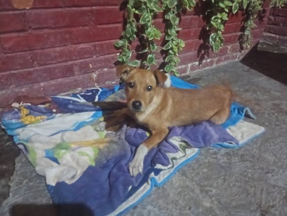 Mixed Breed