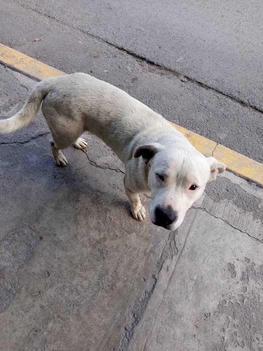 Mixed Breed