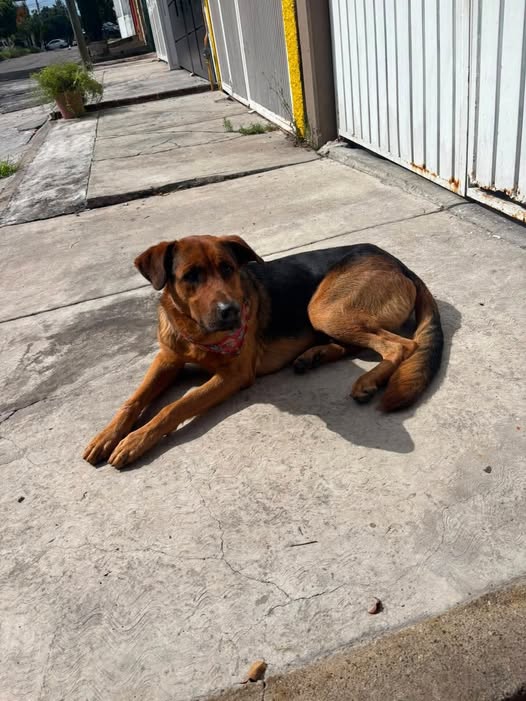 Mixed Breed