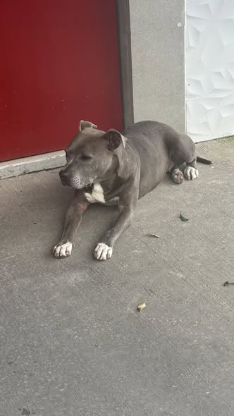 Mixed Breed