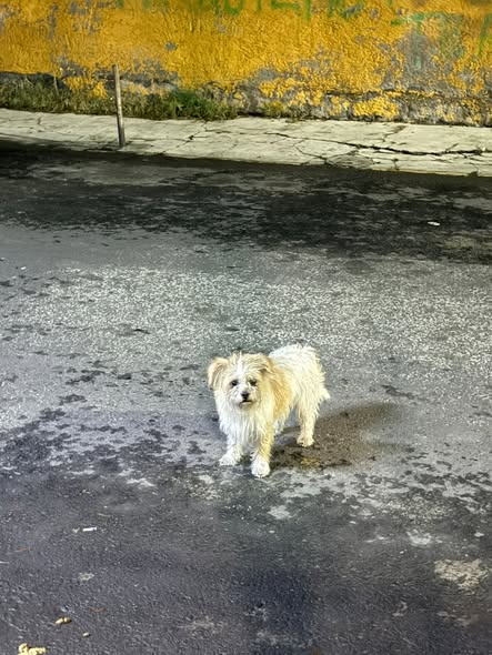 Mixed Breed