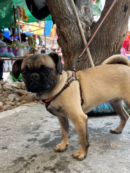 Pug