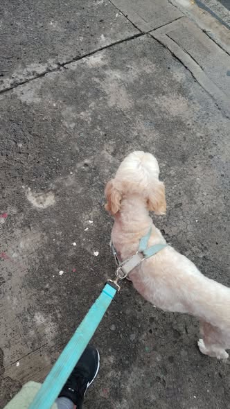 Mixed Breed