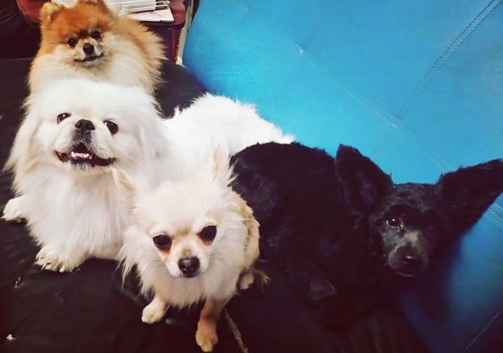 Mixed Breed