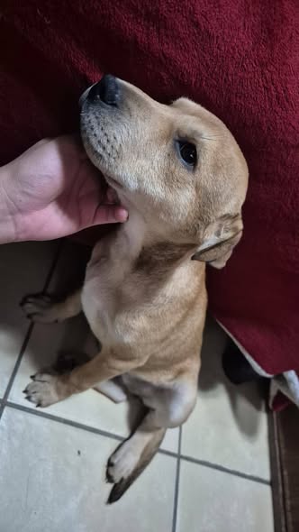 Mixed Breed