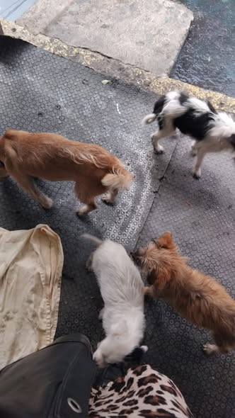 Mixed Breed