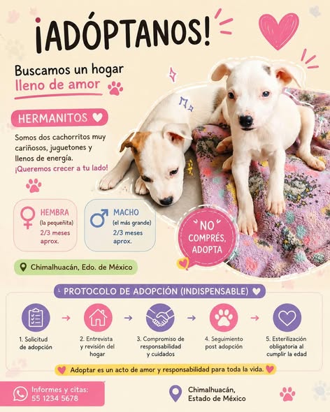 Mixed Breed
