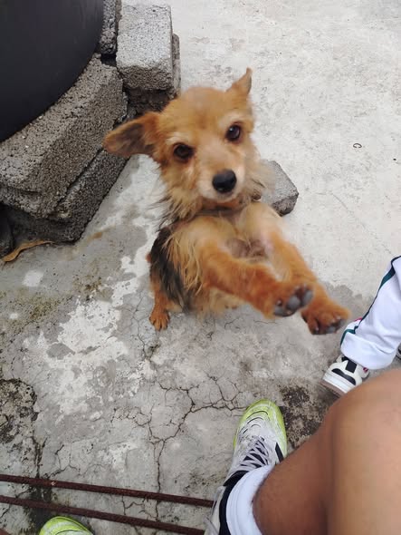 Mixed Breed