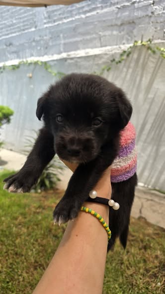 Mixed Breed