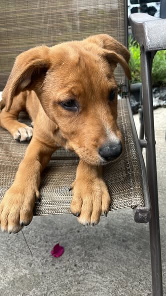 Mixed Breed